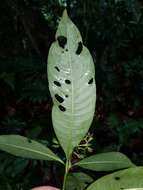 Image of Palicourea violacea (Aubl.) A. Rich.