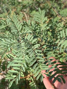 Image of Sonoran indigo