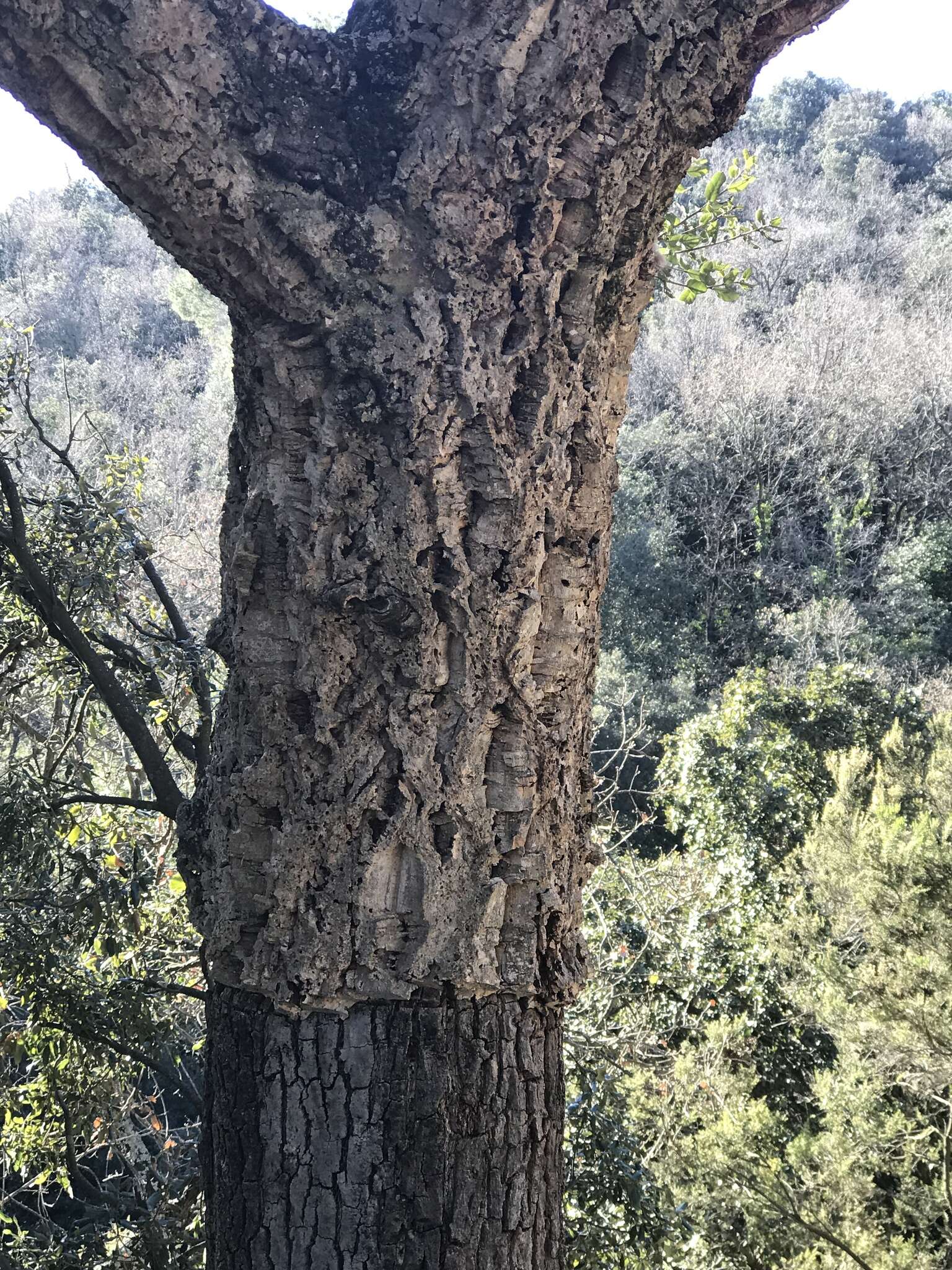 Image of Cork Oak