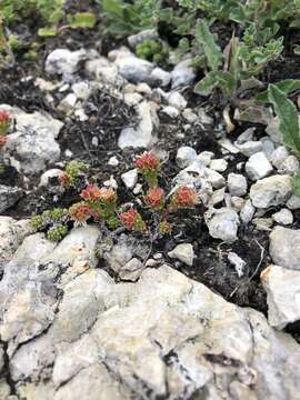 Image of Sedum tenellum M. Bieb.