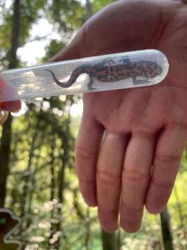 Image of Oriental Fire-bellied Newt