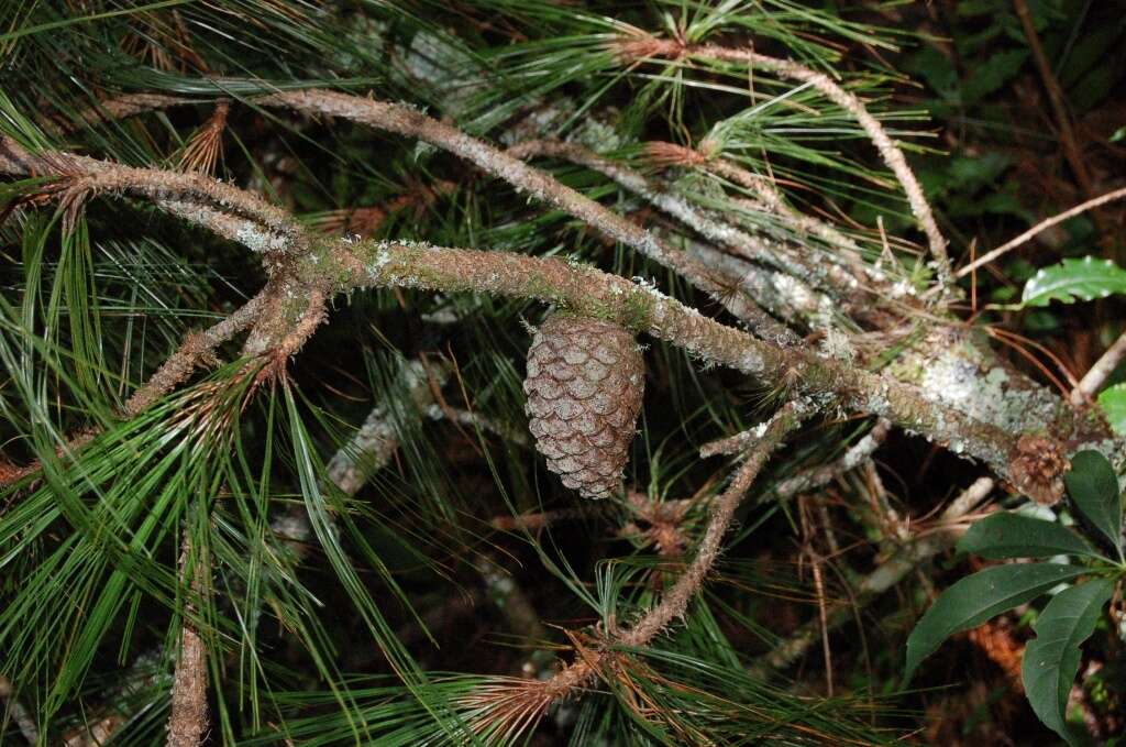 Image of Schwerdtfeger's Pine