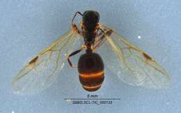 Image de Aphaenogaster patruelis Forel 1886