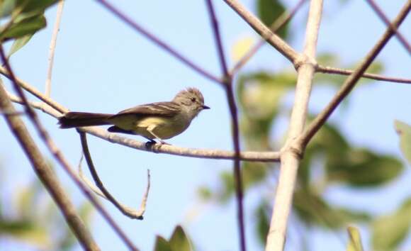 Image of Northern Scrub Flycatcher