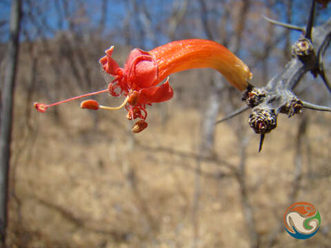 Fouquieria formosa Kunth的圖片