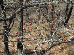 Image of Copenhagen hawthorn