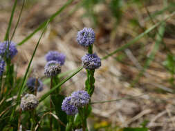 Image of Globularia bisnagarica L.