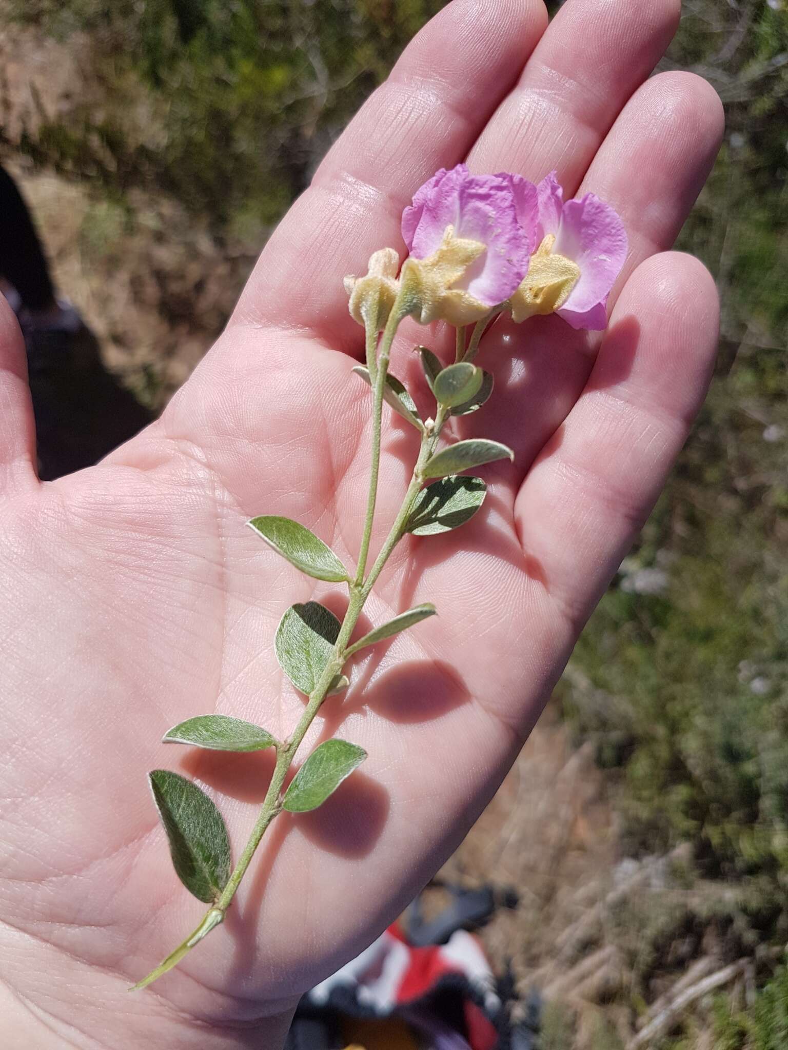 Plancia ëd Podalyria microphylla E. Mey.