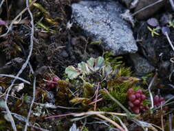 Sivun Riccia ciliifera Link kuva