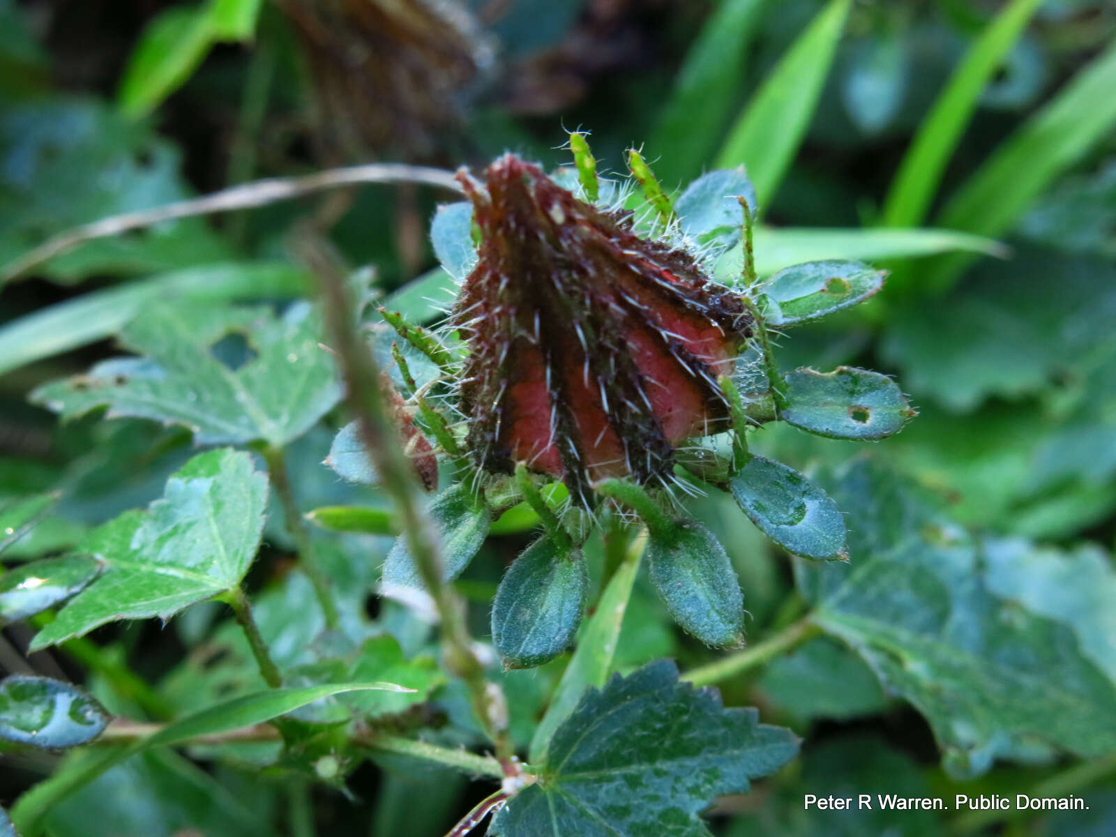 Image of Prickly hibiscus creeper