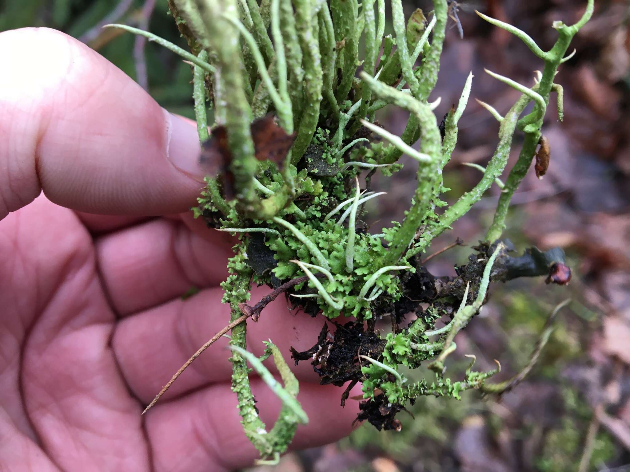 Image of cup lichen