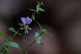 Image of Cuphea leptopoda Hemsl.