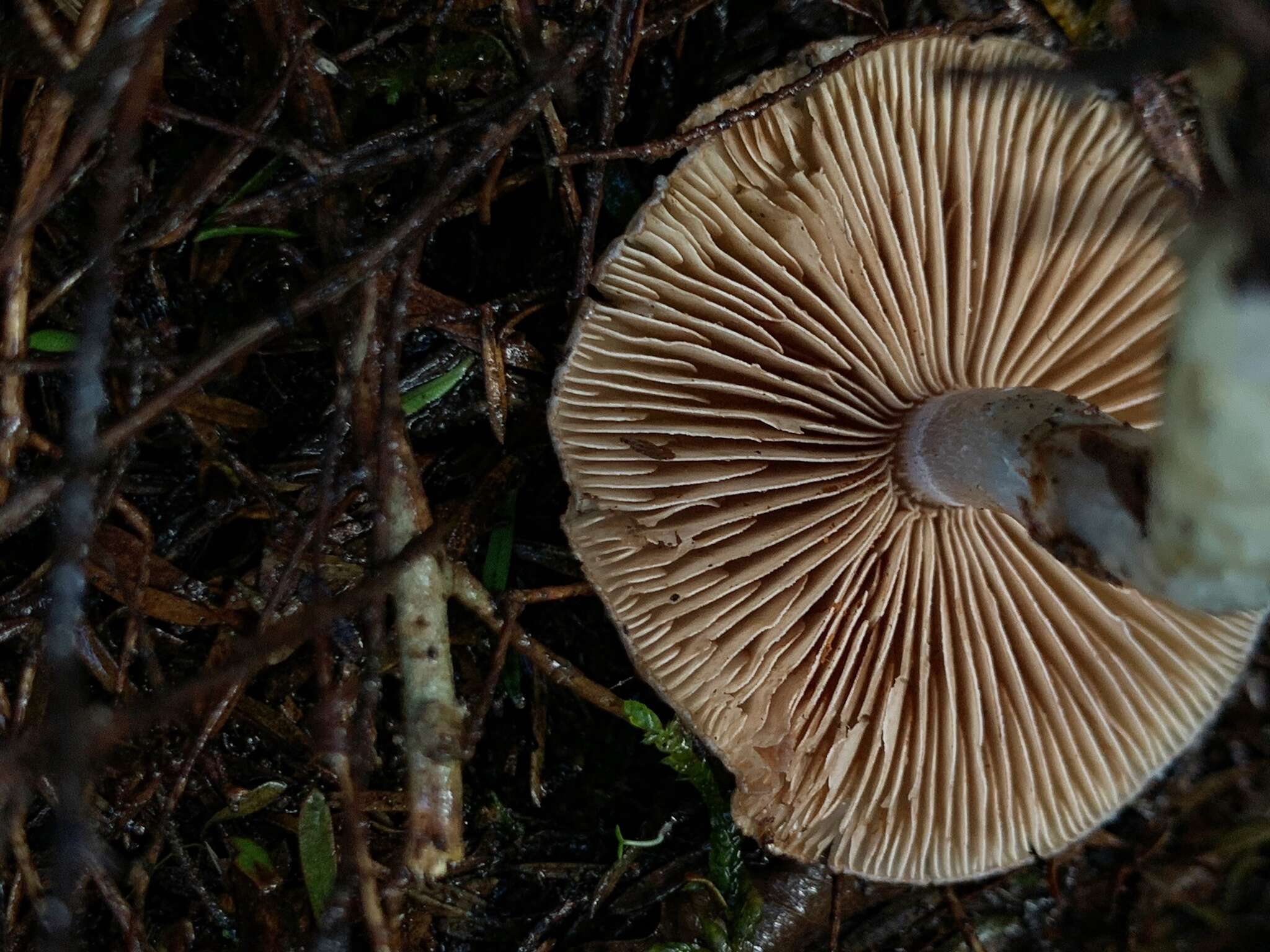 Слика од Cortinarius calaisopus Soop 2013