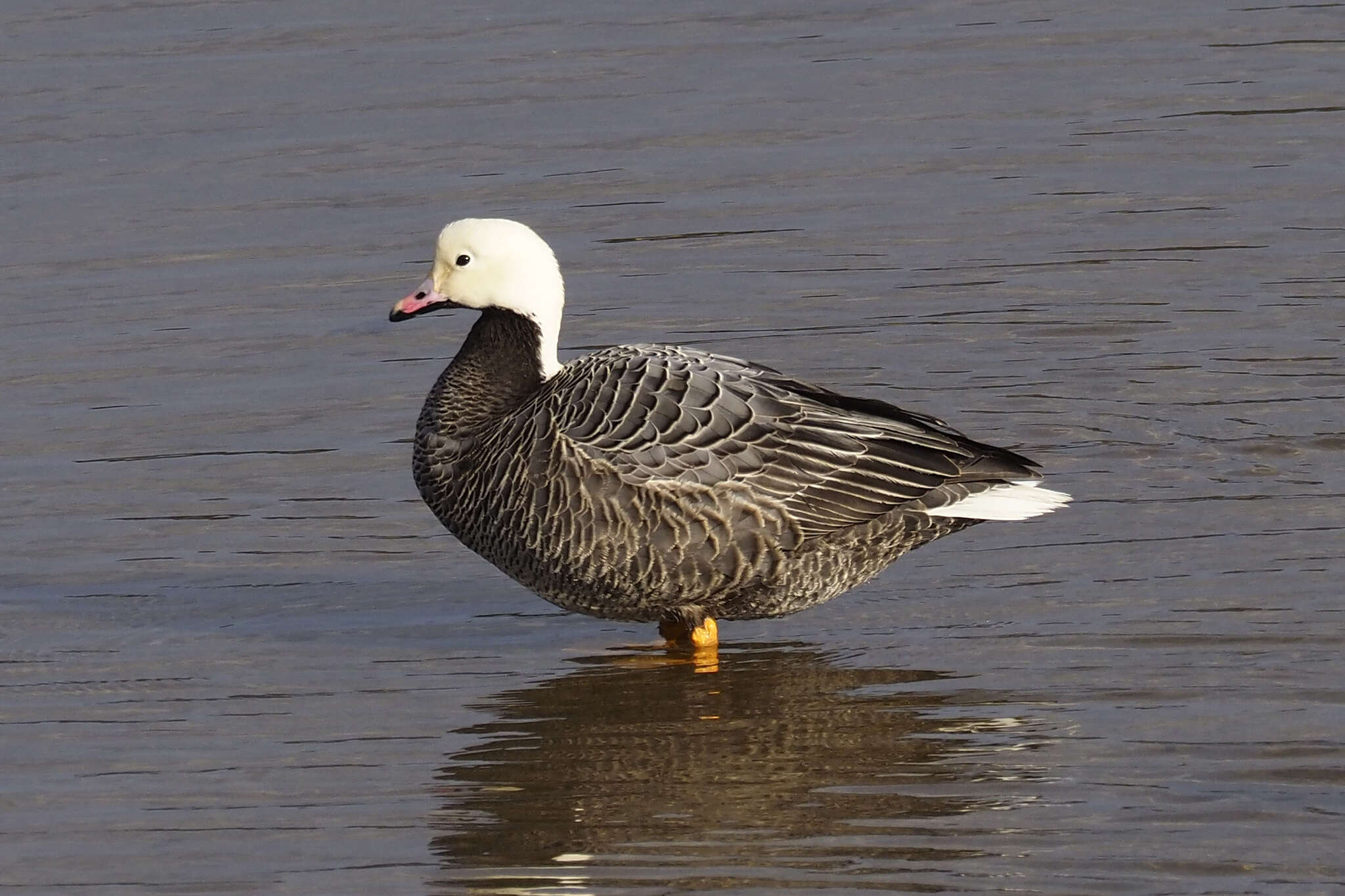 Image of Emperor Goose