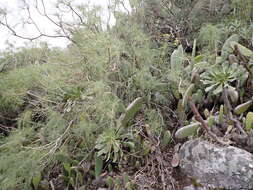 Image of Sonchus leptocephalus Cass.