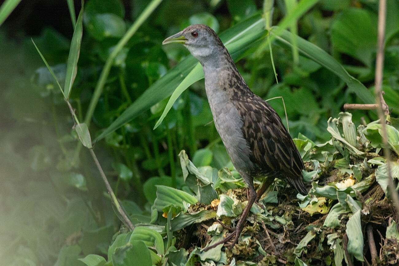 Image of Ash-throated Crake