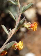 Image of Hermannia diversistipula C. Presl