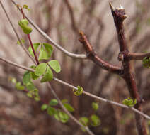 Imagem de Commiphora giessii Van der Walt