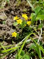 Image of bristly linanthus