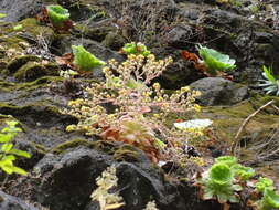 Image of Aeonium glandulosum (Ait.) Webb & Berth.