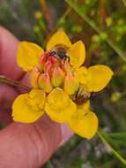 Image of Ceratandra grandiflora Lindl.