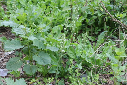 Image of Chloraea membranacea Lindl.