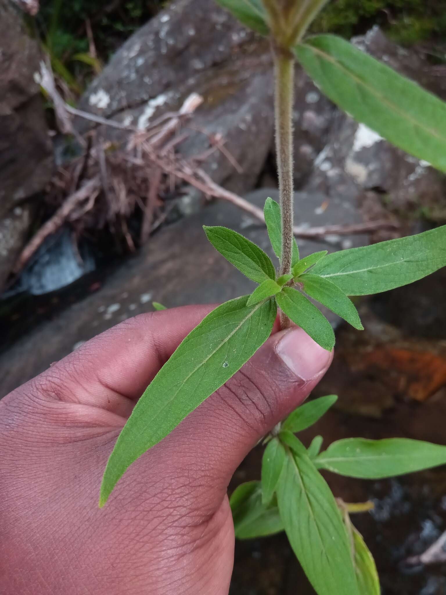 صورة Phyllopentas flava Razafim., Andriamih. & Kårehed