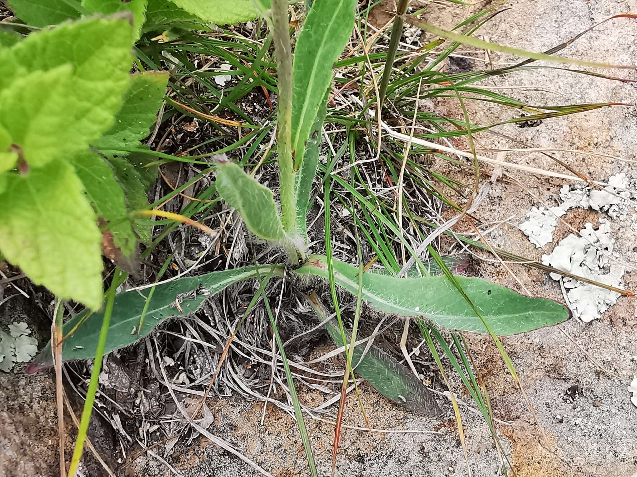 Image of Rusby's hawkweed