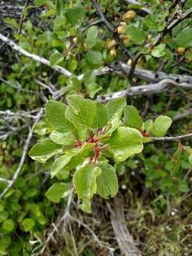 Image de Prunus subcordata Benth.