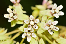 Image of Asclepias scheryi R. E. Woodson