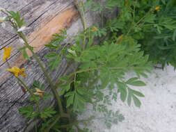 Corydalis sibirica (L. fil.) Pers. resmi