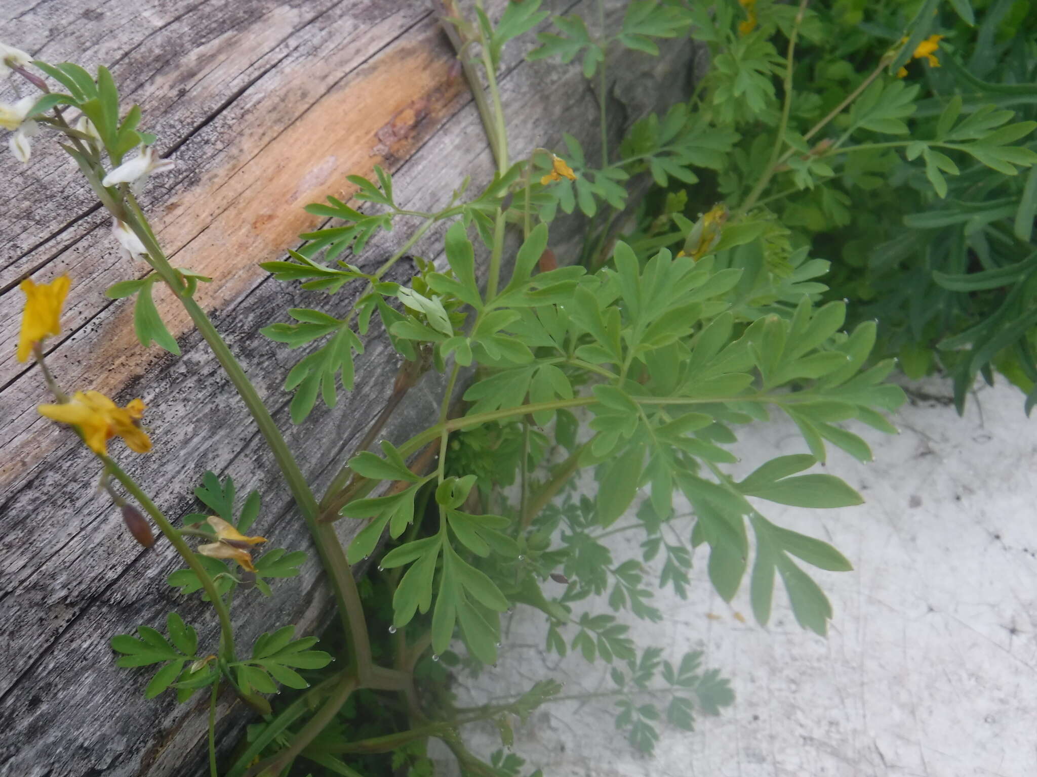 Corydalis sibirica (L. fil.) Pers. resmi