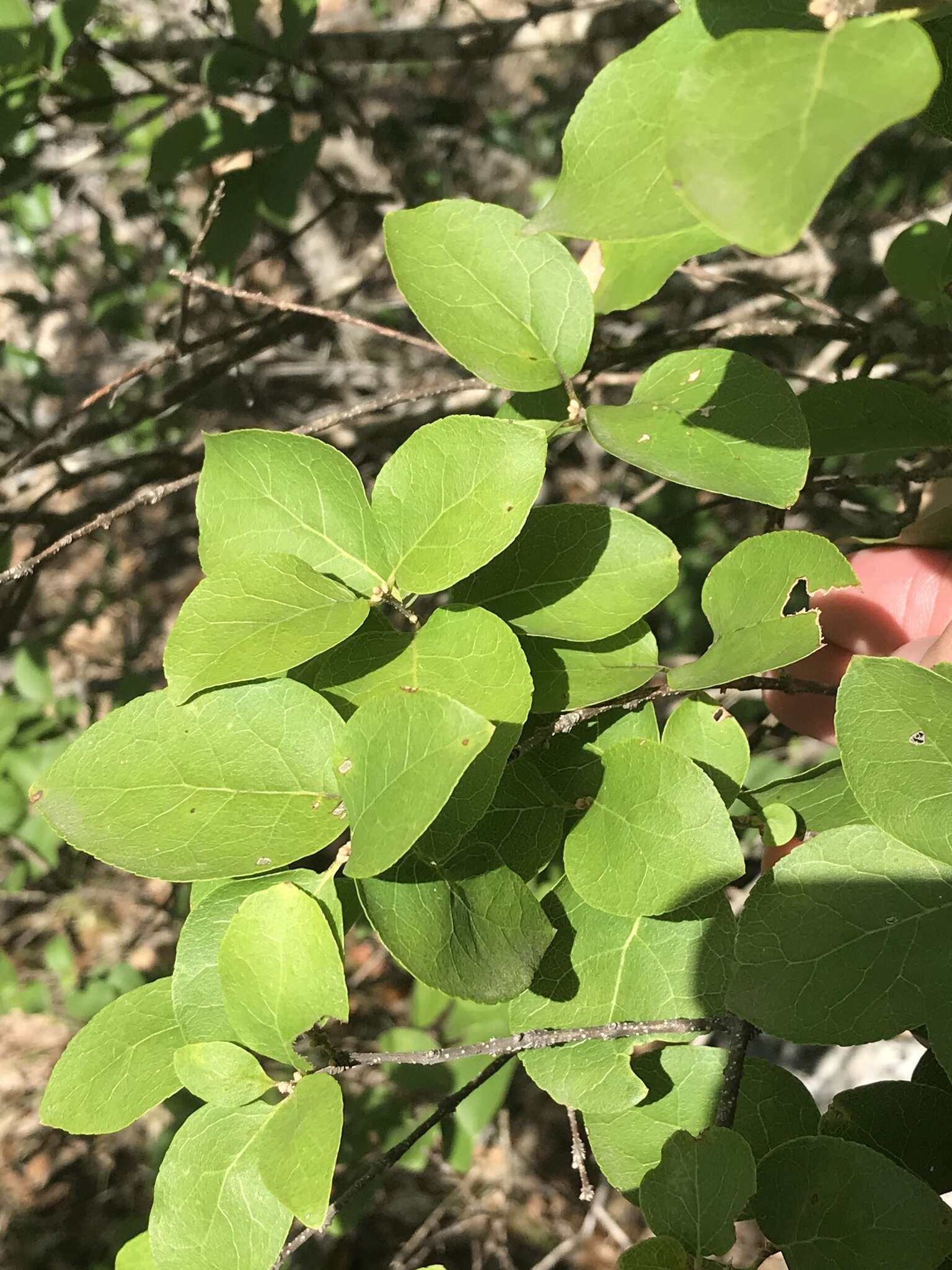 Слика од Forestiera reticulata Torr.