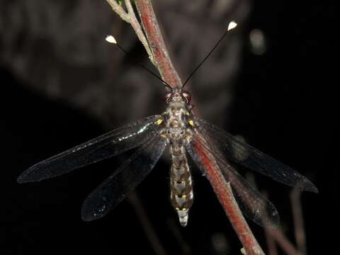 Image of Pilacmonotus