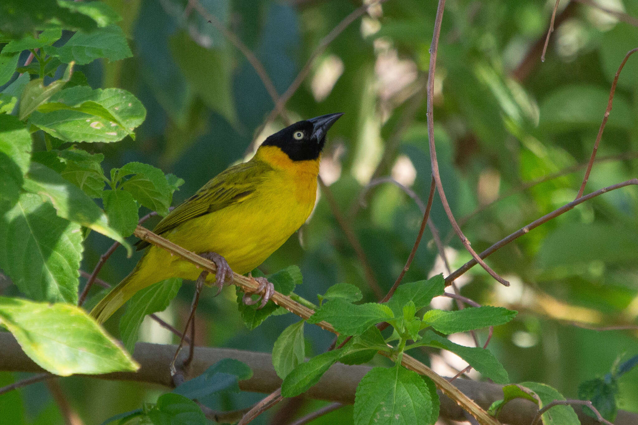 Image of Bertram's Weaver