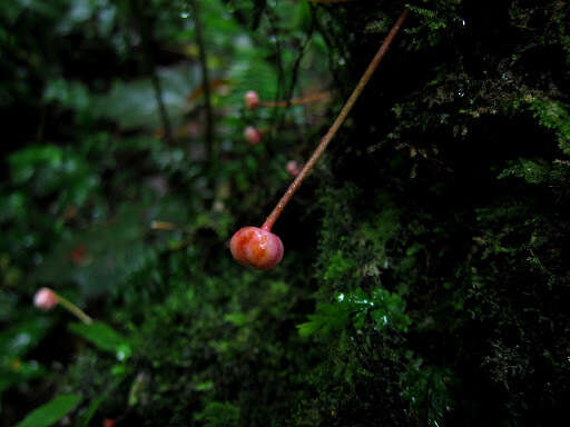 Image of Saurauia cauliflora Noronha ex DC.