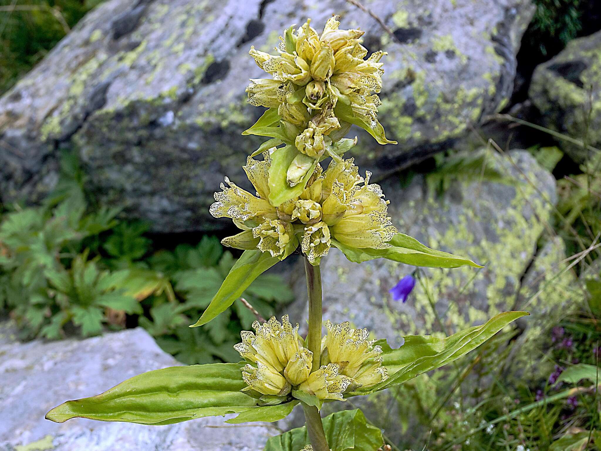 Imagem de Gentiana burseri subsp. villarsii (Griseb.) Rouy