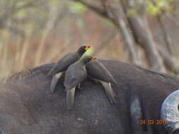 Image of oxpeckers