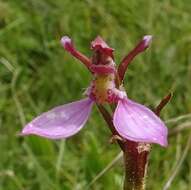 Image of Magenta autumn orchid