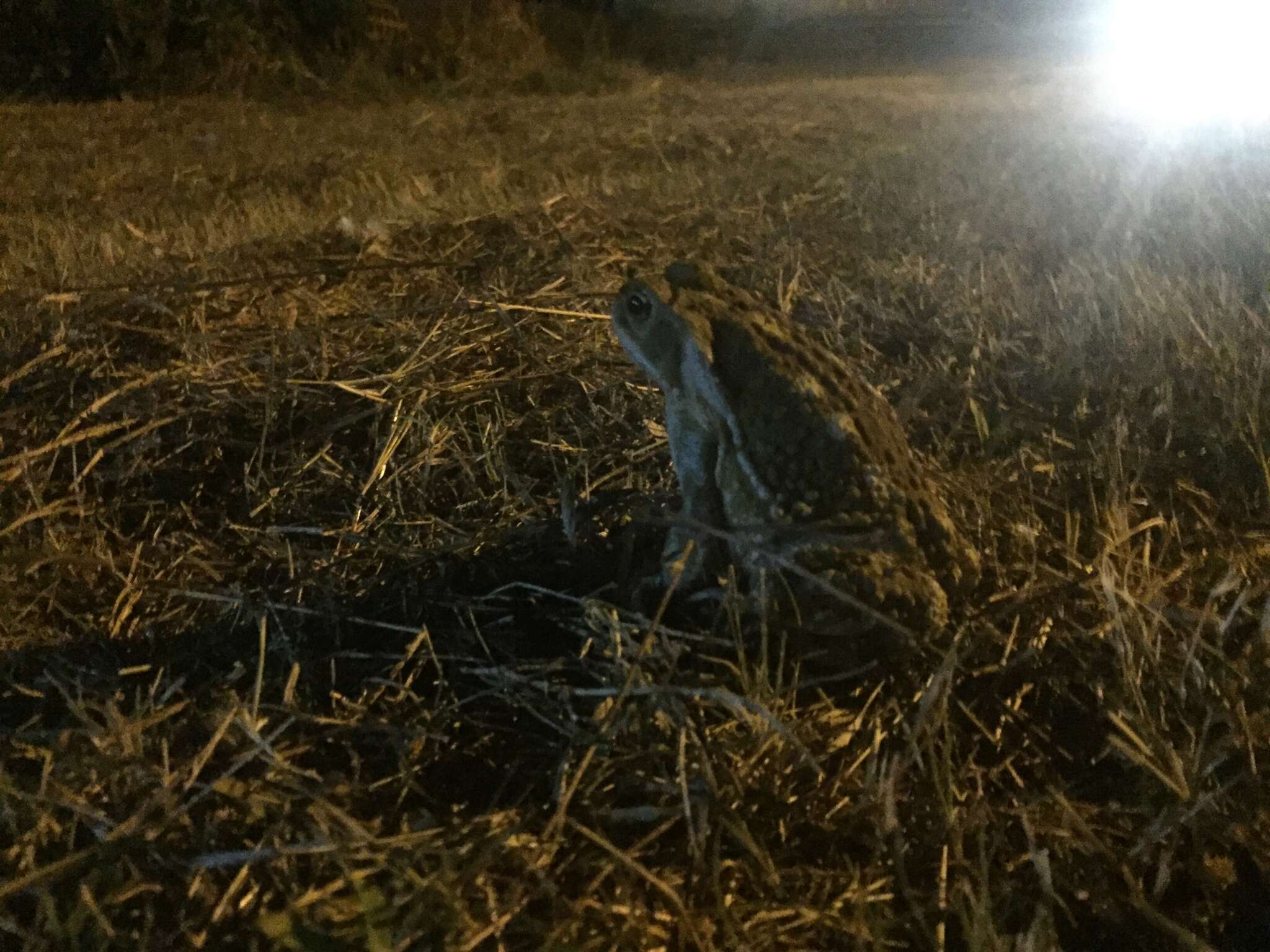 Image of Argentine toad