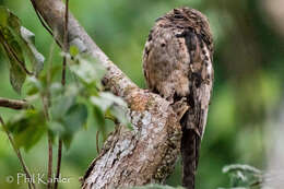 Image of Common Potoo