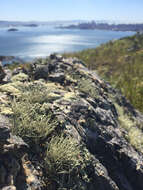 Image of Armored fog lichen