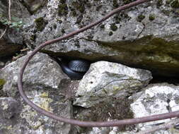 Image of Western whip snake