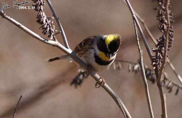 Image of Yellow-throated Bunting