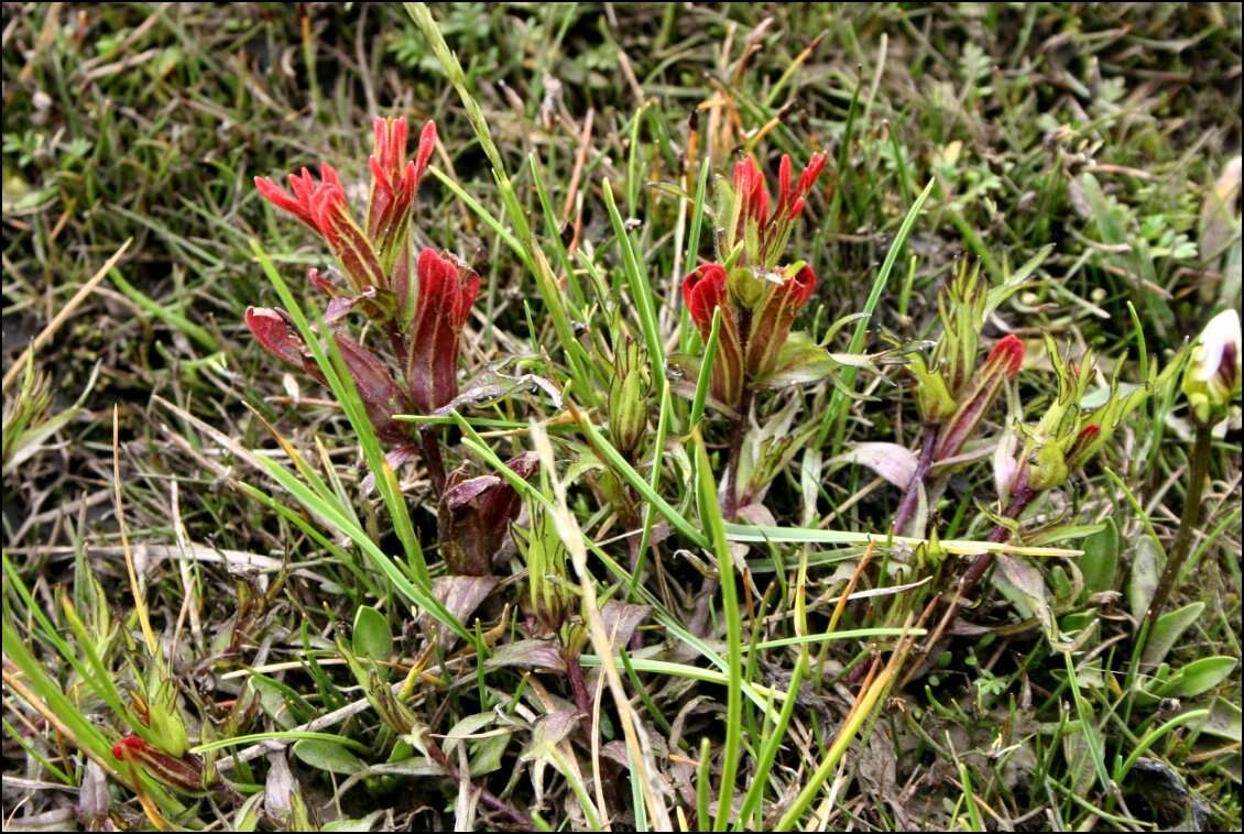 Image of Castilleja pumila (Benth.) Weddell