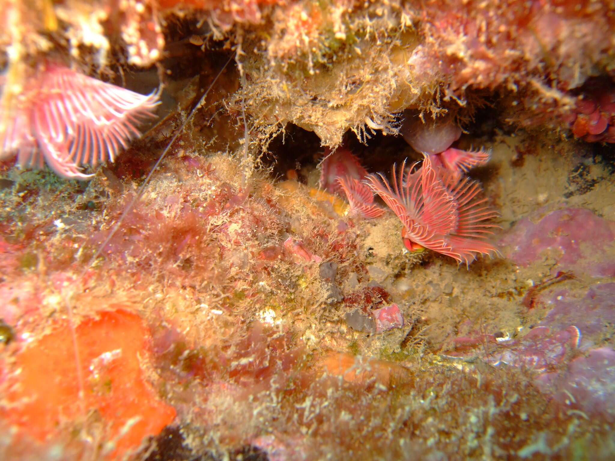 Image of Limy tube worm