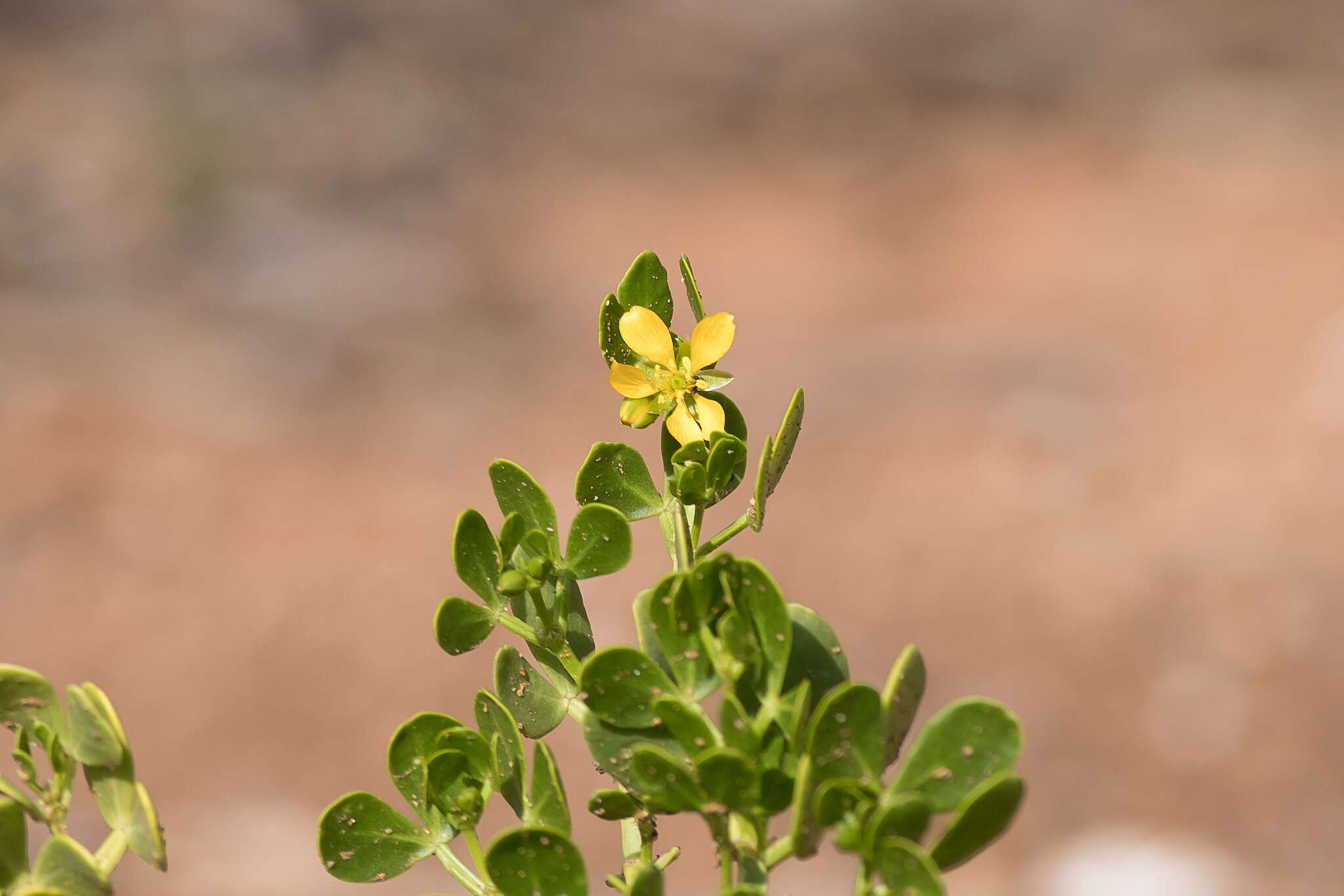 Image of Roepera apiculata (F. Müll.) Beier & Thulin