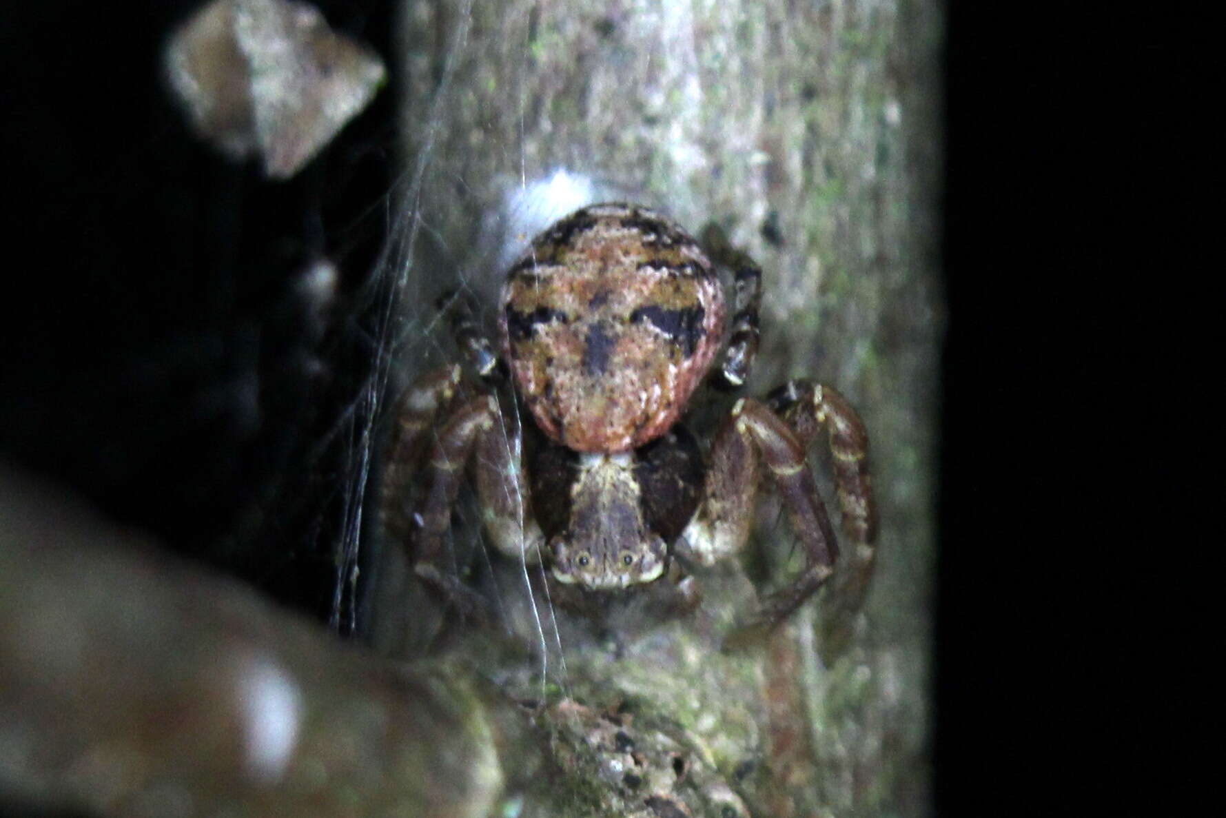 Image of Xysticus audax (Schrank 1803)