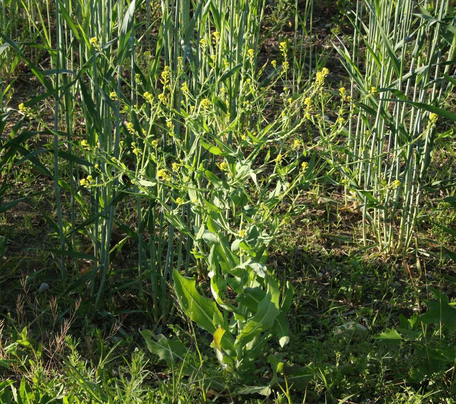 Imagem de Myagrum perfoliatum L.