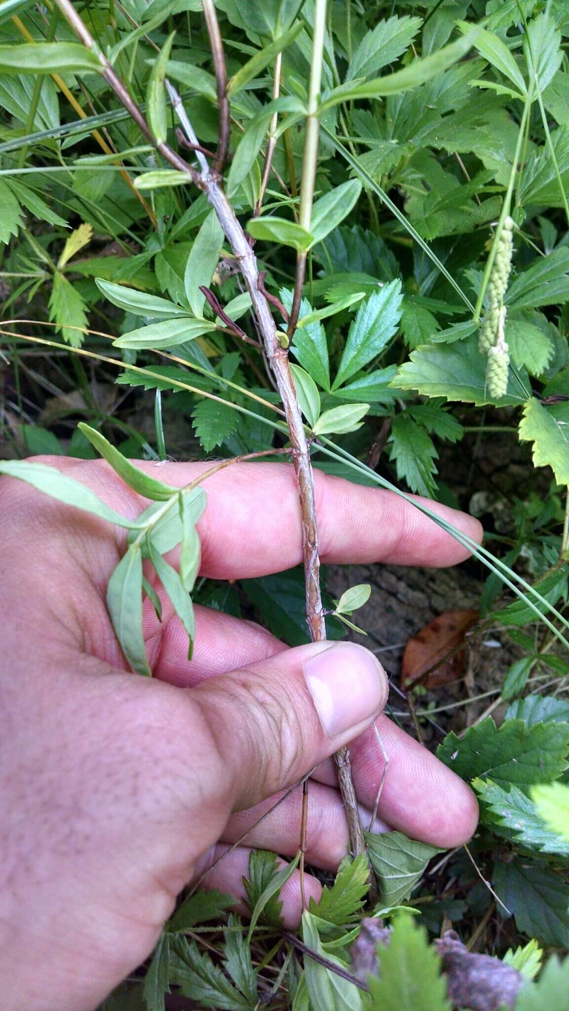 Sivun Hypericum swinkianum G. Wilh. & Rericha kuva